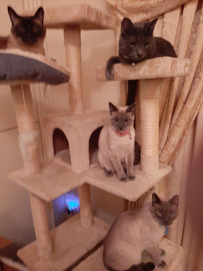 Catmosphere 2 Лас-Вегас Екстер'єр фото